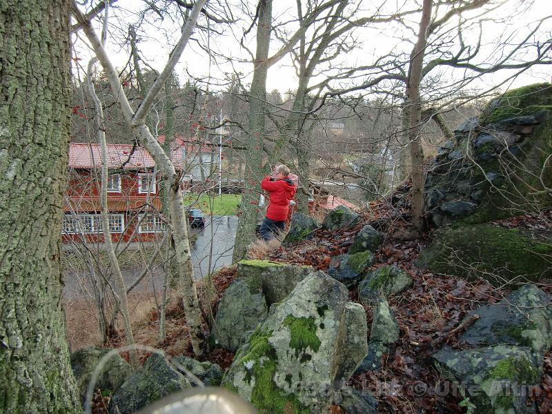 CIMG0278.JPG - Eva hjälper till att sätta upp CW-160 antennen som jag just skjutit över grenen. / Uffe SM0NI